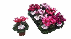 Cyclamen Super Serie Pettico 10Ø 20cm