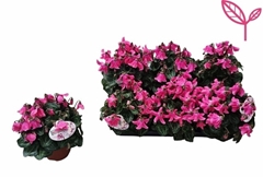 Cyclamen Super Serie Pettico 10Ø 20cm