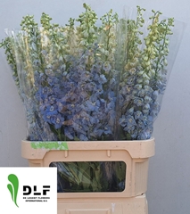 Delphinium Double Magic Fountains Skyblue Whitebee 90cm