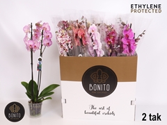Phalaenopsis Mix 7 Colours 12Ø 70cm 2st