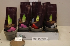 Hippeastrum Mix 12Ø 25cm