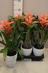Guzmania Melissa 12Ø 40cm