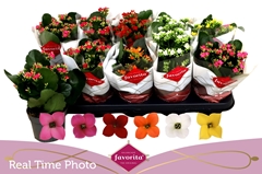 Kalanchoe Single Mix 6 Colours 10Ø 22cm