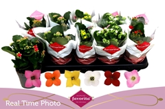 Kalanchoe Single Mix 6 Colours 10Ø 22cm