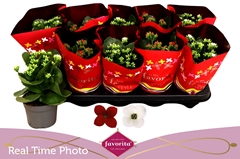 Kalanchoe Single Mix 2 Colours 10Ø 22cm