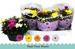 Chrysanth Mix 23Ø 27cm