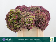 Hydrangea Glowing Alps Purple Classic 40cm 14-16cm Hd