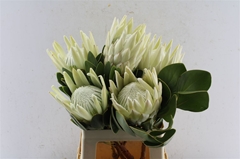 Protea Cynaroides Ayoba Arctic Ice 60cm