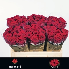 Rosa Red Naomi! 50cm