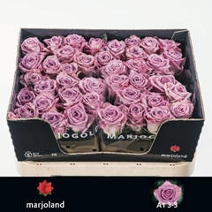 Rosa Nayeli! 70cm
