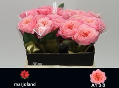 Rosa Mayfield! 40cm