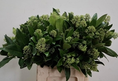 Skimmia Japonica Silvretta Per Bunch 50cm