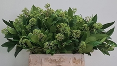 Skimmia Japonica Silvretta Per Bunch 40cm