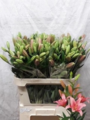 Lily La Brindisi 80cm 2+