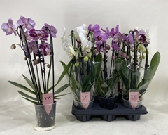 Phalaenopsis Mix 12Ø 45cm 3st