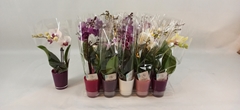 Phalaenopsis Mini 6Ø 20cm 1st