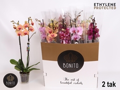 Phalaenopsis Mix 8 Colours 12Ø 70cm 2st