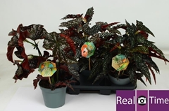Begonia Maculata 17Ø 44cm