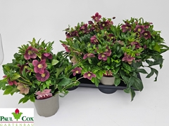 Helleborus Viv Victoria 17Ø 42cm