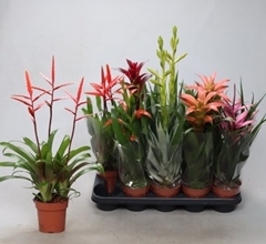 Bromelia Mix 12Ø 50cm