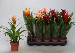 Guzmania Mix 12Ø 45cm