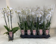 Phalaenopsis Inverness 12Ø 50cm 3st