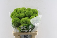 Dianthus Barb Kiwi Mellow 60cm