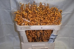 Ilex Golden Verboom 70cm