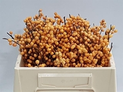 Ilex Golden Verboom 30cm