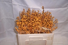 Ilex Golden Verboom 50cm