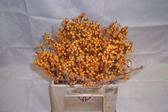 Ilex Golden Verboom 40cm
