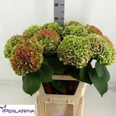 Hydrangea My Beautiful Heaven Classic 80cm 20-22cm Hd