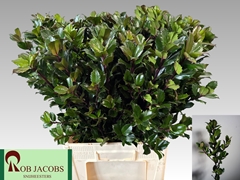 Ilex Leaf Blue Prince 70cm