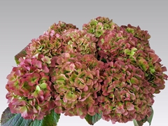 Hydrangea Verena Classic 65cm 20-22cm Hd