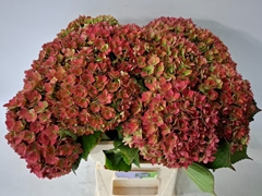 Hydrangea Royal Kiss Classic 60cm 18-20cm Hd