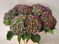Hydrangea Royal Parade Classic 65cm 20-22cm Hd