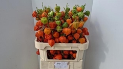 Physalis Alkekengi Lampion Per Stem 80cm