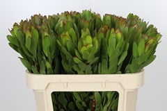 Leucadendron Safari Goldstrike 70cm