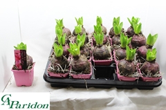 Hyacinthus Pink Pearl 7Ø 14cm 1pp