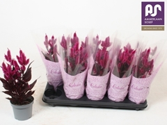 Celosia Mystic Shades 12Ø 35cm