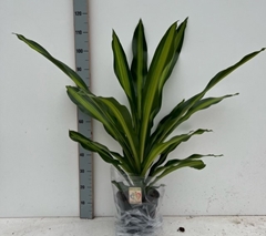 Dracaena Burley 24Ø 100cm