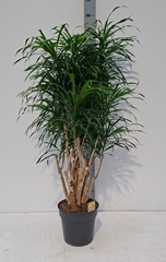 Dracaena Anita 31Ø 140cm
