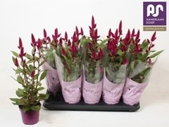 Celosia Deep Purple 12Ø 45cm