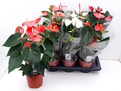 Anthurium Mix 6 Colors 17Ø 55cm