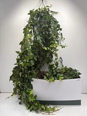 Hedera Helix Mein Herz 24Ø 120cm