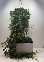Hedera Helix Pittsburgh 24Ø 140cm