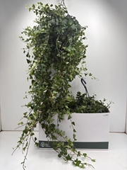 Hedera Helix Anna 24Ø 100cm
