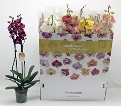 Phalaenopsis Mix 10 Colours 12Ø 65cm 2st