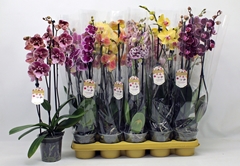 Phalaenopsis Mix 12Ø 60cm 3st