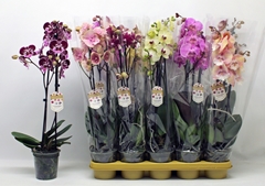 Phalaenopsis Mix 12Ø 60cm 2st